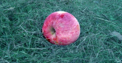 Яблоко на траве