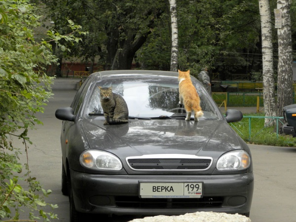 Нападение бездомных кошек на Веркину машину
