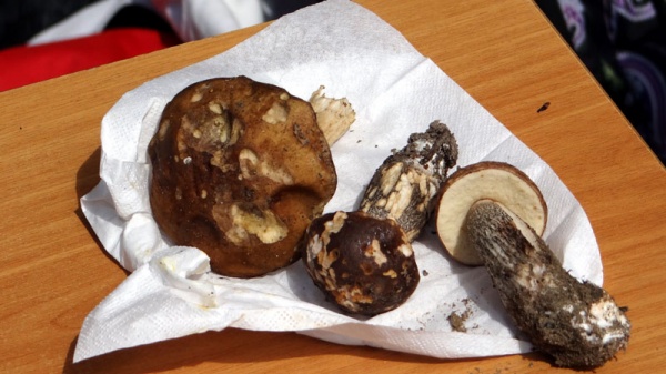 А вот такие грибы растут на Чёрном озере.