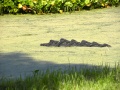 Из-за жары в Святом озере завелись крокодилы
