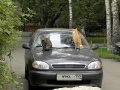 Нападение бездомных кошек на Веркину машину
