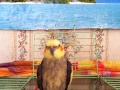 Попугай Кеша