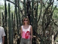 Доминикана, кактусовый лес 